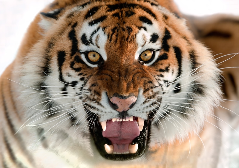 carnivora, animal body part, looking, aggression, furious, the Amur tiger, fangs, vertebrate, focus on foreground, cruel, danger, mammal, zoo, animal Head
