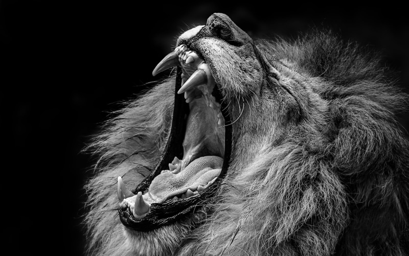 animal wildlife, mouth, safari Animals, large, animal Mouth, roaring, danger, no people, mouth open, animal, cruel, aggression, beast, animal Head, domestic animals