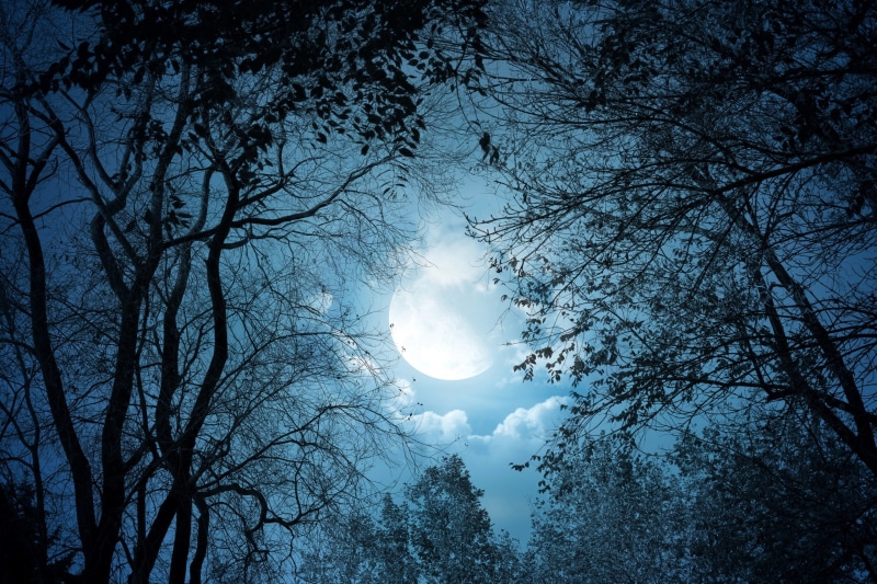 clouds, Moon, trees, cyan, fantasy art, artwork, moonlight, dark, 2K, night, forest