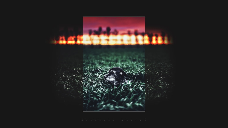 trees, arts culture and entertainment, 4K, sky, illuminated, dog, nature, no people, double exposure, frame, copy space, night, field, technology, focus on foreground
