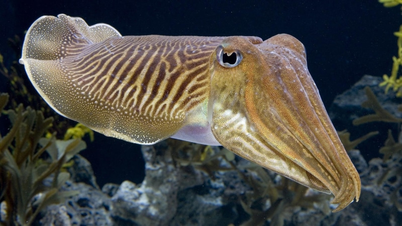cuttlefish, iphone, underwater, ocean, 1080P, fish, fishes