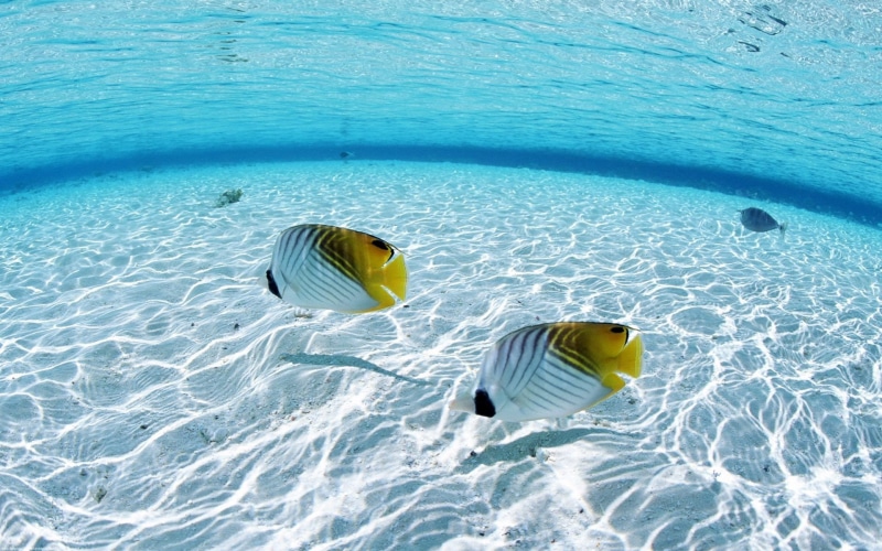fish, tropical, ocean, hd, animals, 1080P, underwater