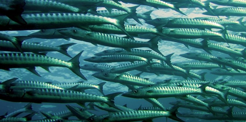 silver, gray, swimming, large group of animals, animal, school of fish, water, animals in the wild, undersea, animal themes, group of animals, animal wildlife
