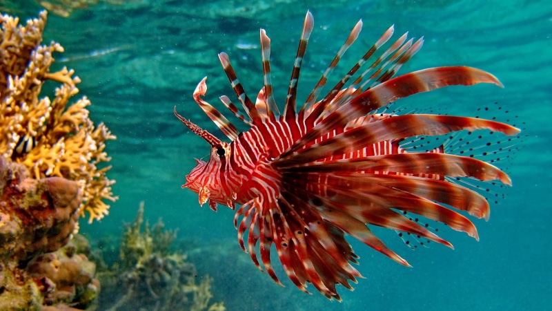tropical, ocean, fishes, underwater, color, 1080P, sea