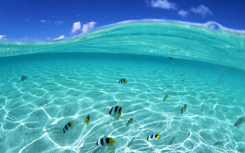 underwater, tropical, hd, 1080P, ocean, animals, fish