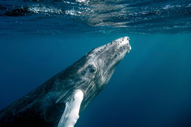 1080P, Favorite, whale, best, underwater, gray, epic, body of water, body, animal, water, nature, sea, gray whale, Photographs, christopher michel, humpback Whale