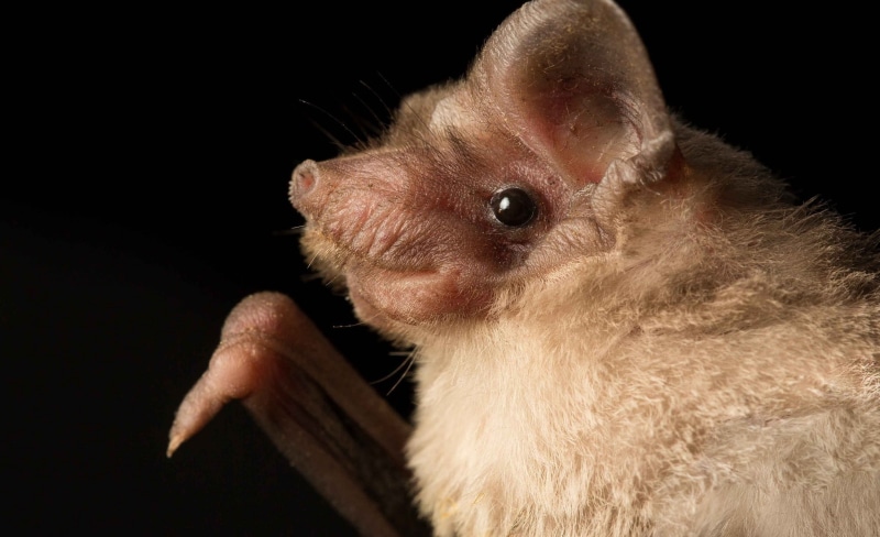 animal themes, mammal, domestic animals, one animal, vertebrate, close-up, hand, animal wildlife, animals, animals in the wild, animal, pets, indoors, domestic