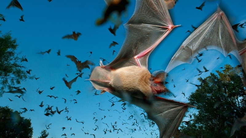 mammals, underwater, undersea, animals in the wild, motion blur, nature, swimming, vertebrate, bats, large group of animals, animal themes, school of fish