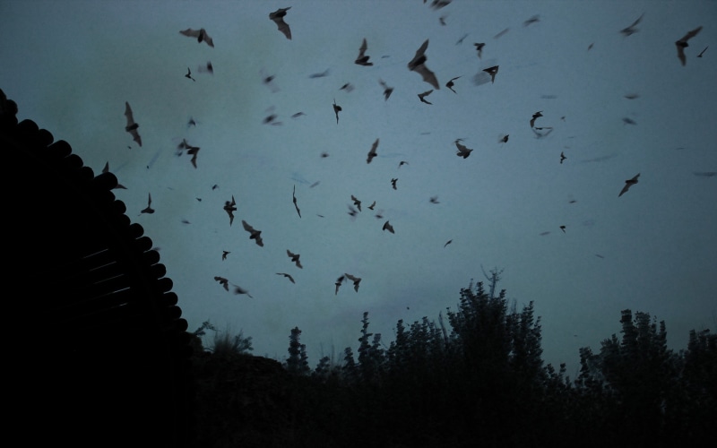 night, 2K, wildfire, animals, landscape, bats, silhouette
