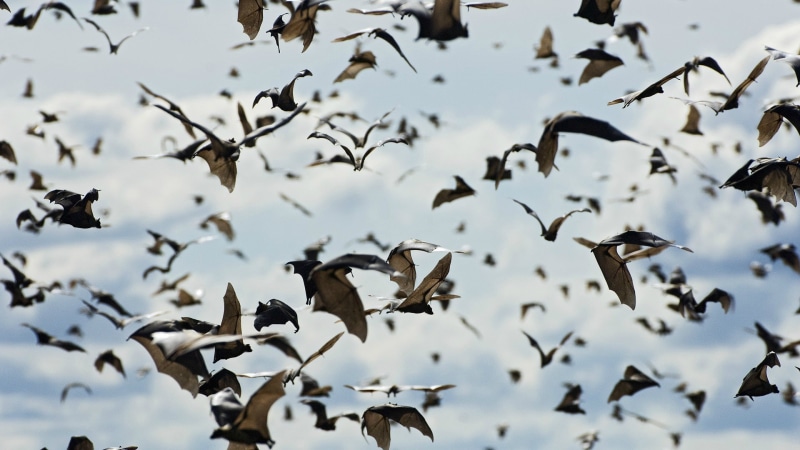 depth of field, bats, 1080P, flock, sky, animals, bat, field, depth