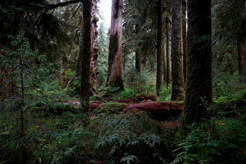 green, united states, land, day, beauty in nature, forrest, tree trunk, woods, scenics - nature, plant, pacific northwest, green color, washington state
