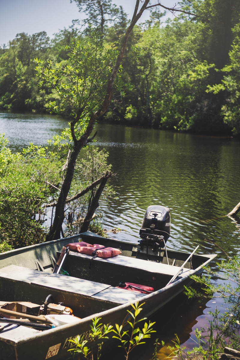 transportation, green, aligator, everglades, chickasabogue park, united states, beauty in nature, motor boat, lake, water