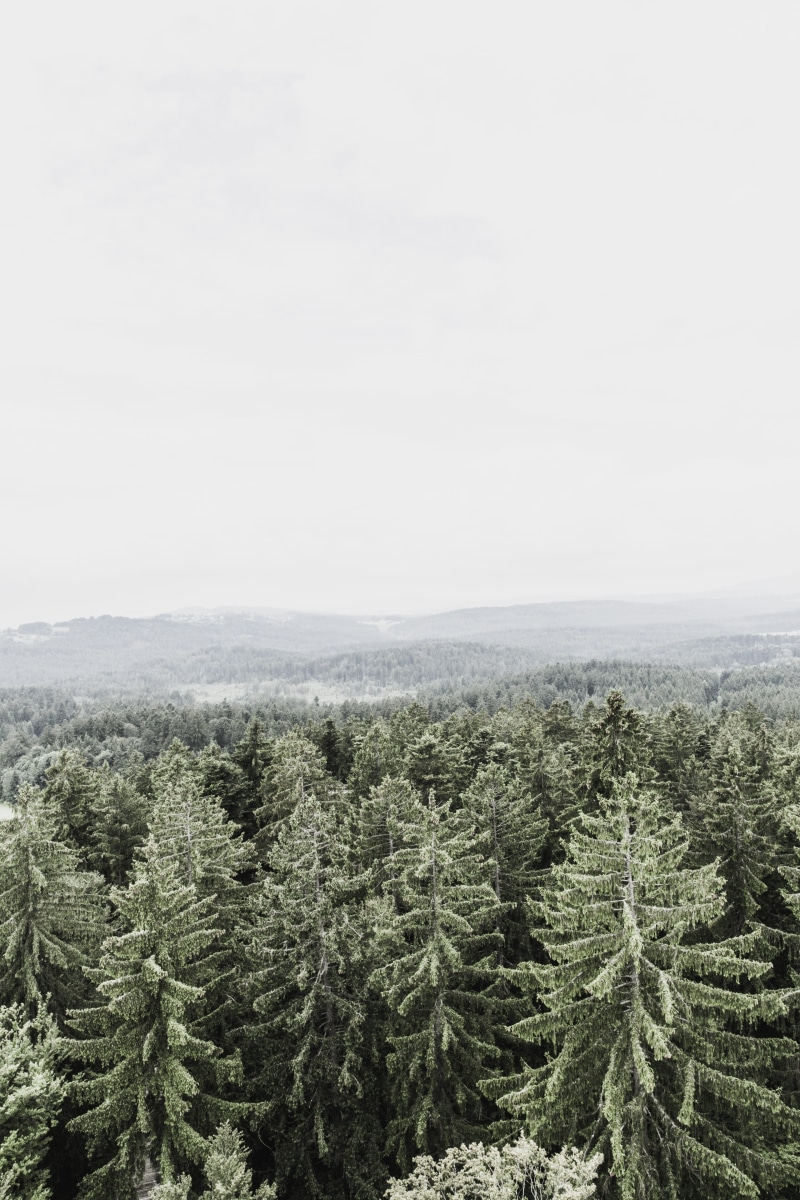 cloud, mountain, environment, no people, ranger, forest, outdoors, coniferous tree, scenics - nature, green color, fir tree, tranquil scene, copy space