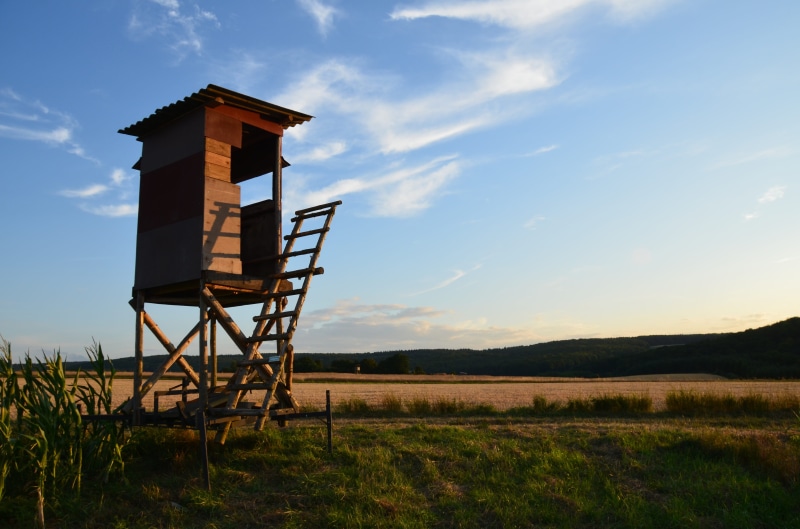 house, animal world, ladder, nature, ranger seat, environment, evening, wooden, hunting was, hunting, architecture, delight, forests, wooden tower, lookout tower