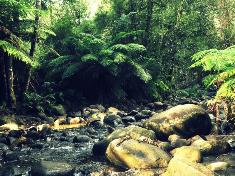 solid, growth, rock, non-urban scene, stones, flowing water, forest, day, beauty in nature, foliage, tree, rock - object, brown, nature, rangers