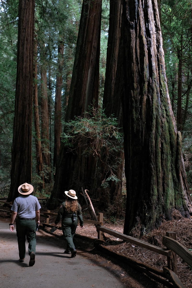 hats, 5K, national park, land, trunk, standing, lifestyles, plant, trees, full length, tree trunk, day, park ranger, two people, redwood, forest, united states