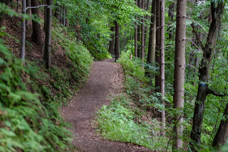trail, work in the forest, tree, lumberjack, the way forward, green, tranquil scene, beauty in nature, direction, wood industry, forest, plant, no people