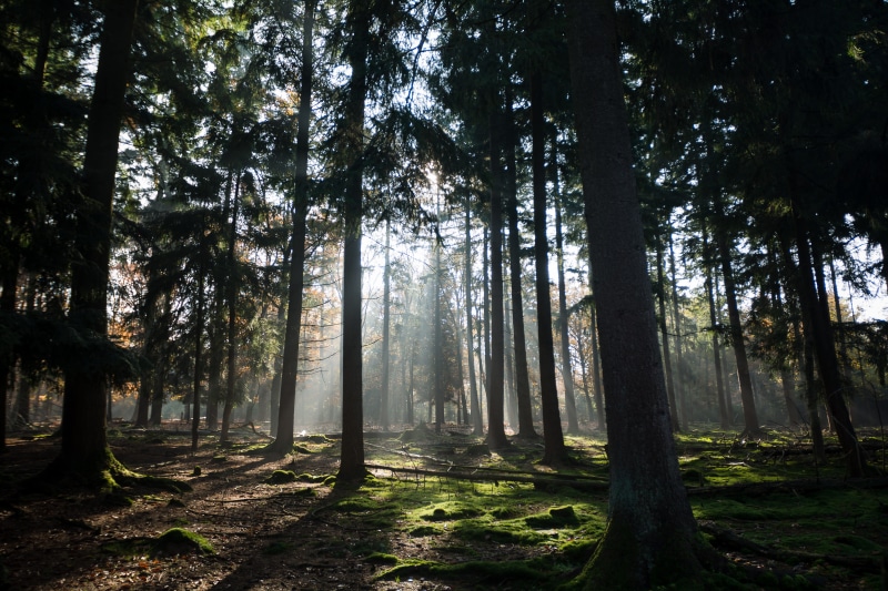 forest, light, beauty in nature, apeldoorn, idyllic, non-urban scene, netherlands, streaming, tree, trees, nature, forrest, land, tranquil scene, landscape