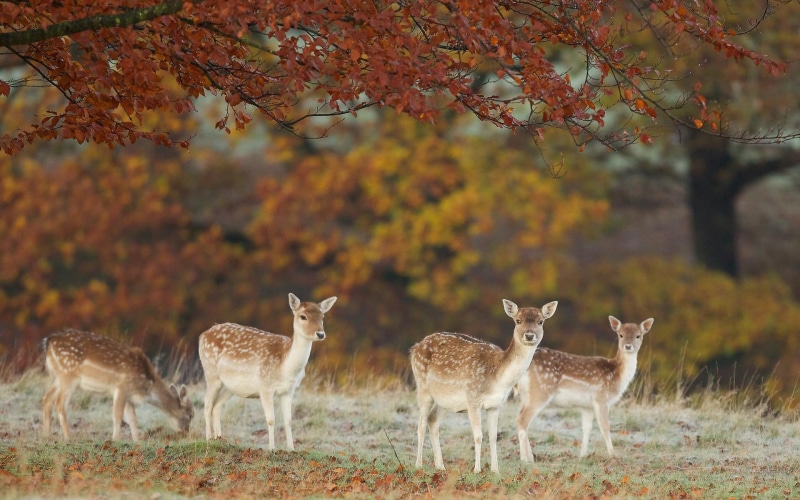 animals, brown, wild, fawn, 1080P, four, white, forrest, deers