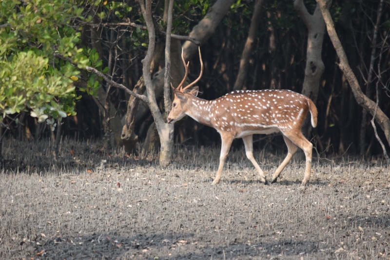 day, land, herbivorous, field, no people, one animal, sundarban, vertebrate, standing, outdoors, mammal, animal wildlife, spotted, forest, plant, animal