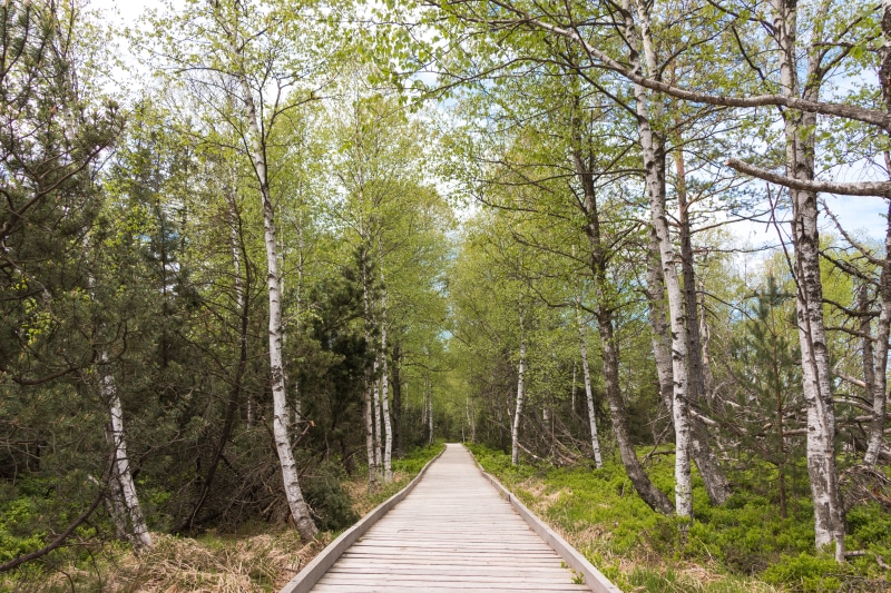 german forrest, long, birke, blackforrest, tree, tranquil scene, scenics - nature, footpath, the way forward, branch, direction, diminishing perspective