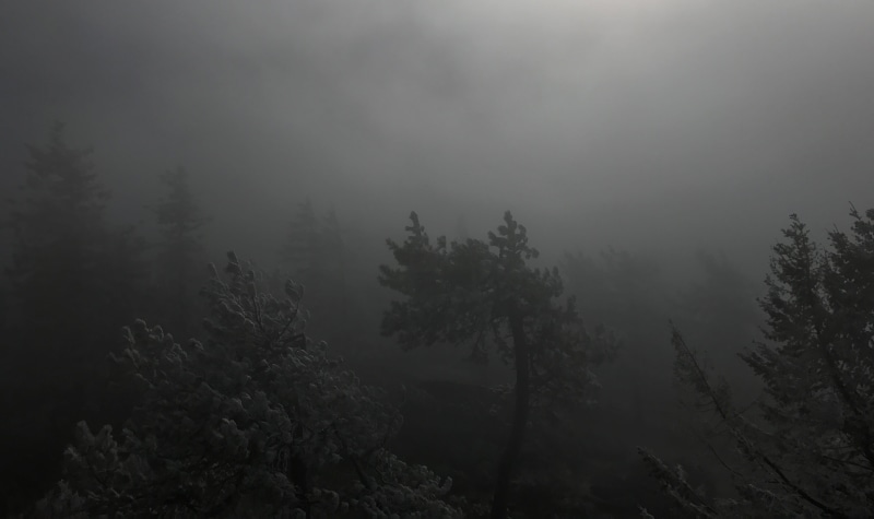 tim burton, environment, sky, non-urban scene, coniferous tree, dark, no people, tranquil scene, spokane, plant, nature, mysterious, scenics - nature, forrest
