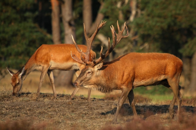 nature, 1080P, animals, reddeer, forrest, female, red, rutting, season, deer