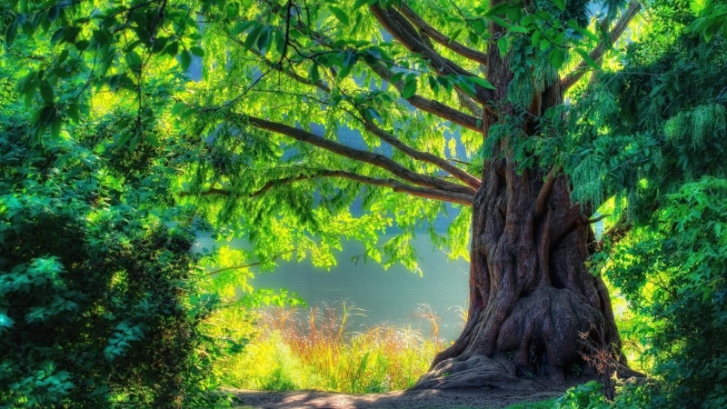 mother, good, green, 1080P, nature, forrest, nature and landscapes