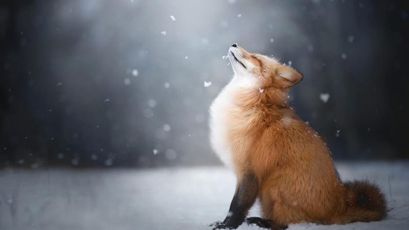 red, domestic animals, landscape, animal themes, dog, animal wildlife, animals, animals in the wild, one animal, vertebrate, pets, domestic, winter, snow