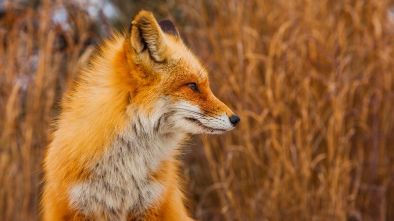 stealth, nature, one animal, no people, profile view, animal, alertness, fox, vertebrate, animals hunting, day, looking away, 4K, animal wildlife, hunting