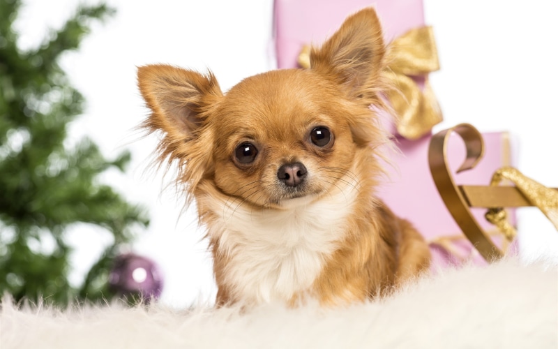 Dog, size, Cute, small, medium, white, Pets, brown, Fox, coat, 2K