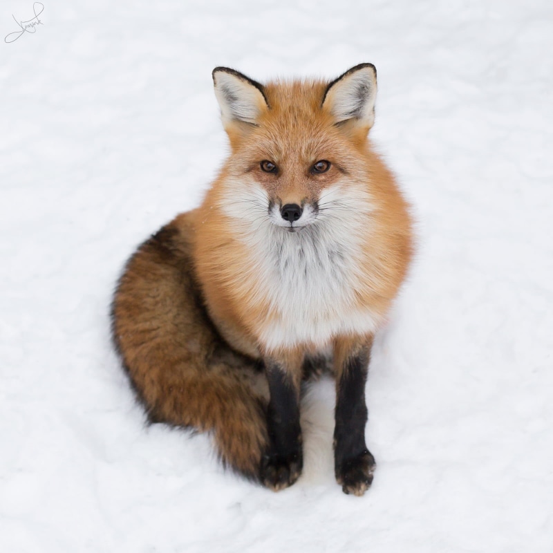 Red Fox, cute, brown, f/2.8, winter, fox, Canon 6D, dog, mammal, canine, fur, 720P, nature, white fox, pets, 70-200mm, red, II, one Animal, snow, animal