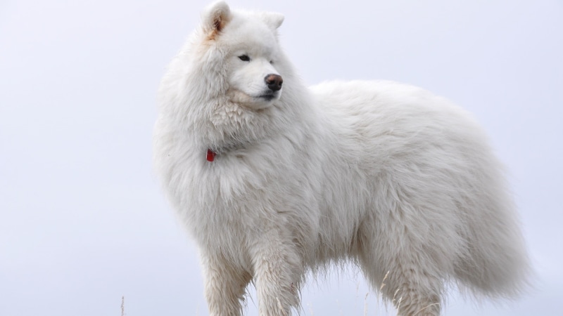 vertebrate, animal, animals, white color, animal wildlife, snow, domestic, domestic animals, canine, winter, animals in the wild, animal themes, one animal
