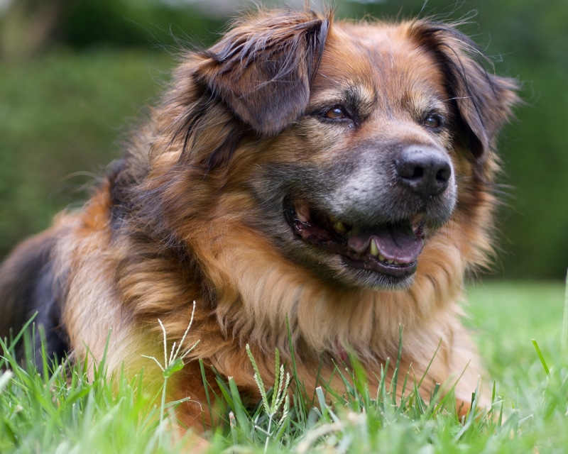 outdoors, 52 Weeks, long, tan, 4K, close up, Dogs, animal, Back Home, canine, close, F1.8, OLYMPUS, dog, coated, pets, mammal, nature, lying, cute, black
