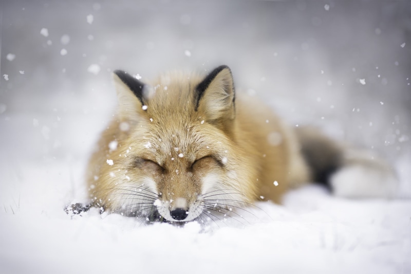 nature, animal themes, animal wildlife, one animal, landscape, white color, cold temperature, domestic, 1080P, vertebrate, snowing, animals, fox, animal