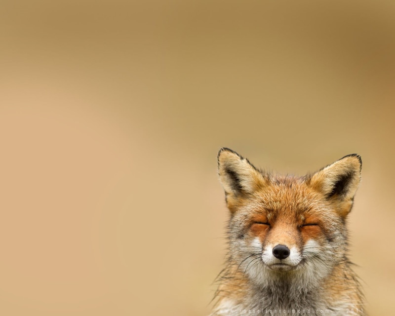 animals in the wild, one animal, shallow, smiling, no people, colored background, nature, close-up, mammal, outdoors, looking away, portrait, fox, photography