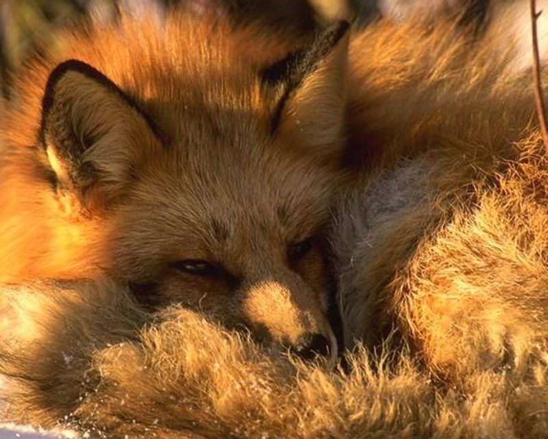 relaxation, vertebrate, animal wildlife, nature, portrait, outdoors, mammal, brown, animal themes, animal head, close-up, 720P, no people, animal hair