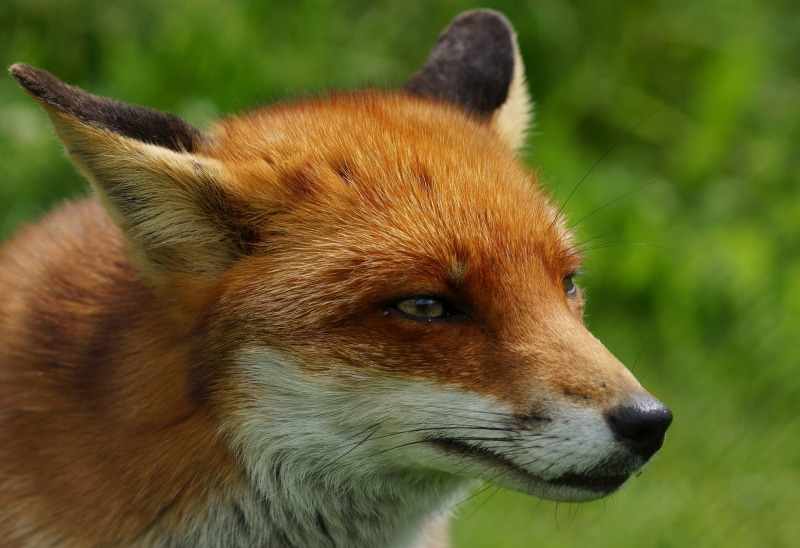 photography, Vixen, Vulpes, flo, grass, fox, 1080P, outdoors, brown, red Fox, closeup photography, Trimming, British  Wildlife  Centre, white fox, white