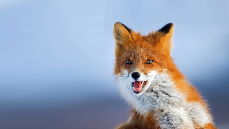 close-up, animals in the wild, animal hair, white, snow, hair, animal head, vertebrate, 1080P, brown, fox, animal body part, mammal, blue, nature, mouth