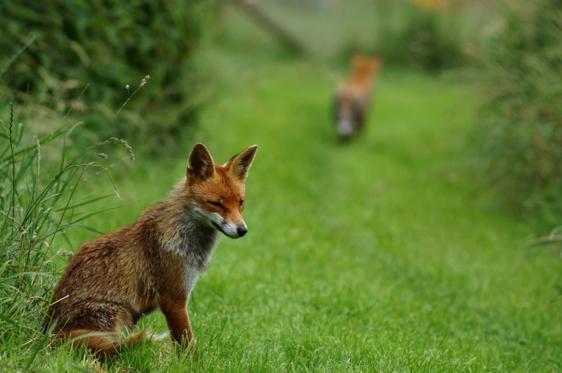 Patiently, vulpes, peter, fox, animals In The Wild, white, carnivore, wildlife, british  wildlife  centre, animal, grass, mammal, white Fox, red Fox, nature