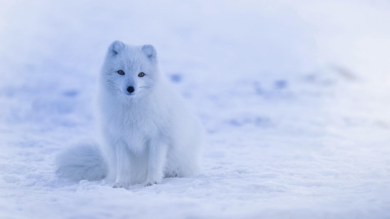 snow, arctic, fox, snout, polar fox, animal, 1080P, wildlife, mammal, artic fox, ice, freezing