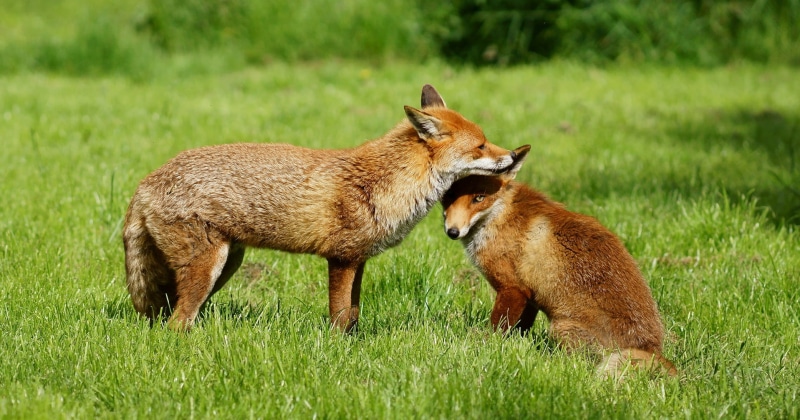Fox, Grooming, grass, wild Dog, wildlife, animal, brown, nature, animals In The Wild, carnivore, mammal, Newchapel  Surrey, 1080P, Trimming, two, British  Wildlife  Centre