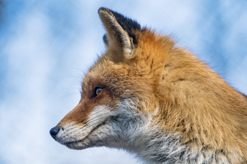 animal, kleine, nature, white fox, fox, red Fox, nikon  d5, red, zoo, white, Profile, face, carnivore, cloudy, focus, johns, wildlife, farm, sky, mammal