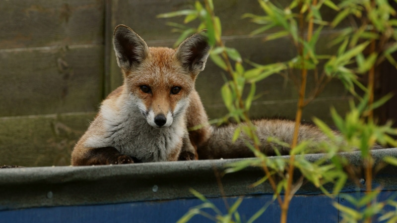 nature, near, animals In The Wild, red Fox, bamboo, black, surface, wildlife, animal, 4K, mammal, fox, lying, green, brown, white