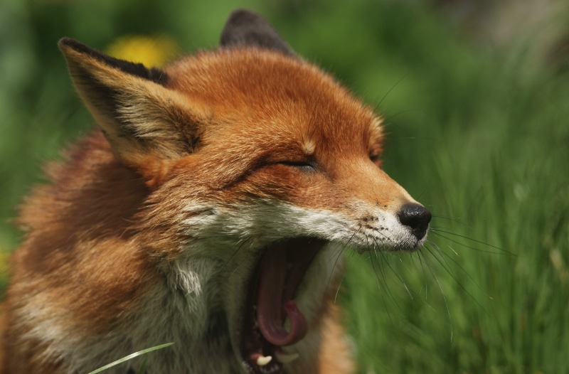 red Fox, one Animal, mammal, animals Hunting, fox, 4K, animal, animals In The Wild, carnivore, white, wildlife, orange, nature, canine