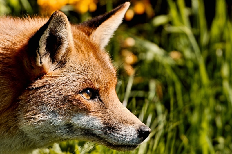 canine, grass, carnivore, animal, wildlife, animals In The Wild, forest, outdoors, mammal, 2K, Fox, red Fox, wild Dog, animals Hunting, nature, one Animal