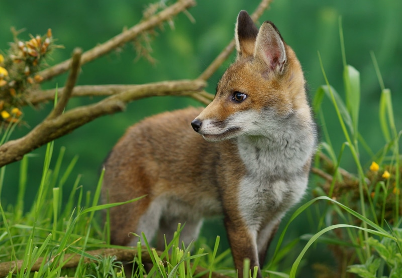 Red Fox, carnivore, Fox photo, British  Wildlife  Centre, cute, 1080P, Ellis, animals Hunting, animals In The Wild, Trimming, nature, Vulpes, red, photo