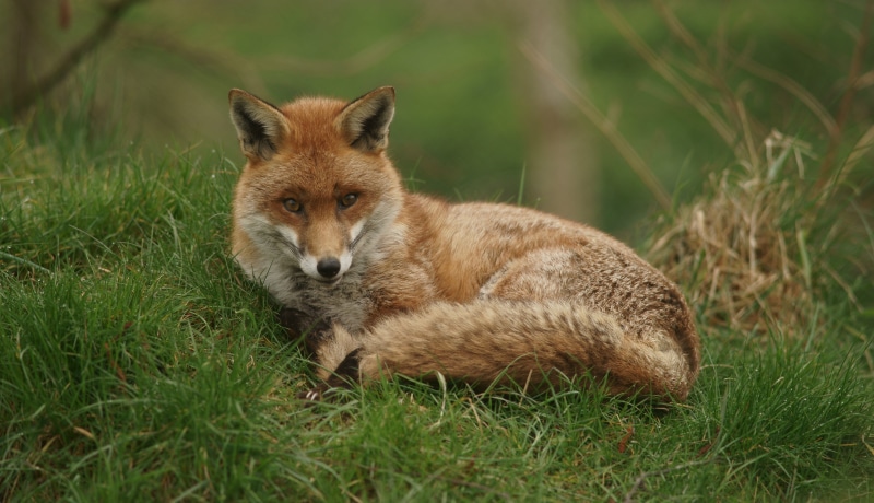 lying, fox, red Fox, animal, wildlife, prone, red, animals In The Wild, 4K, mammal, animals Hunting, carnivore, grass, nature