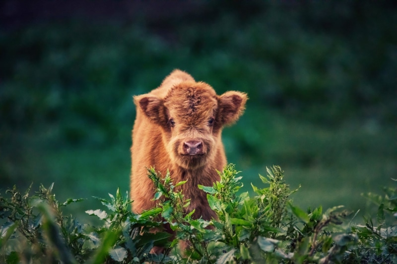 1080P, Animal, Cow, Baby Animal