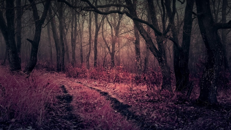 road, twilight, misty, pathway, forest, trees, dark forest, autumn, 4K, darkness